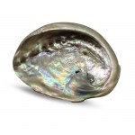 Abalone schelp klein